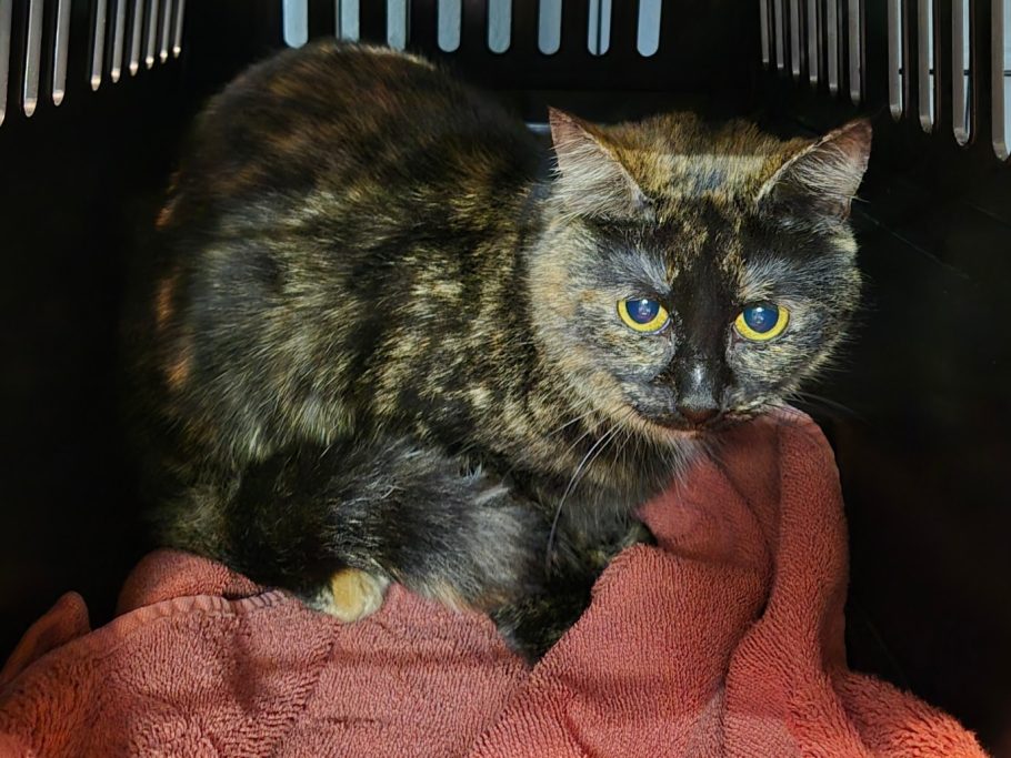 2.2026 neu: Shila 2.2026 neu: Shila