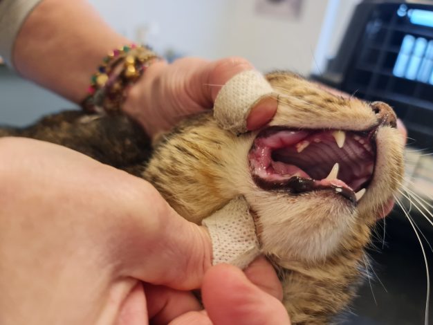 23.12.24 beim Tierarzt