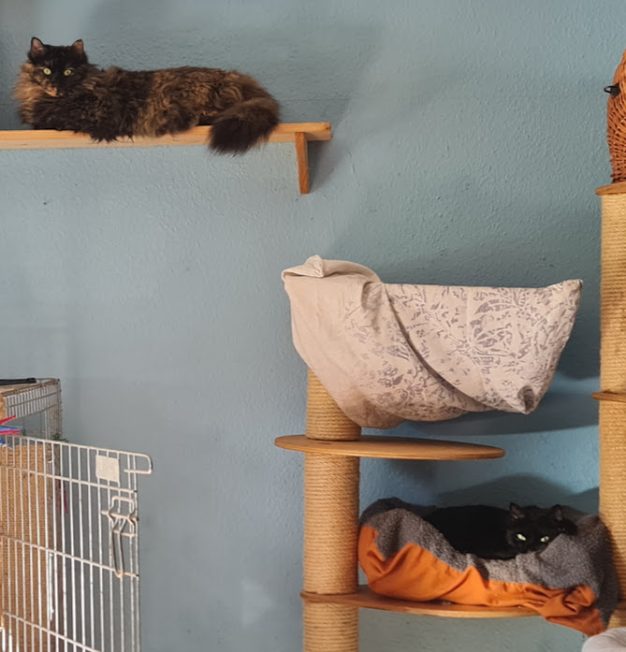 Oben : Phibi, unten: Baghira Oben : Phibi, unten: Baghira