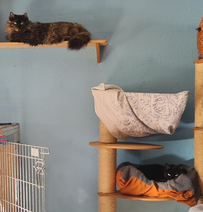 Baghira u Phibi Baghira u Phibi