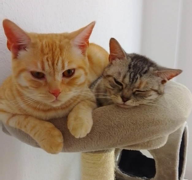 li: Jason, re: Zilli (Mama)